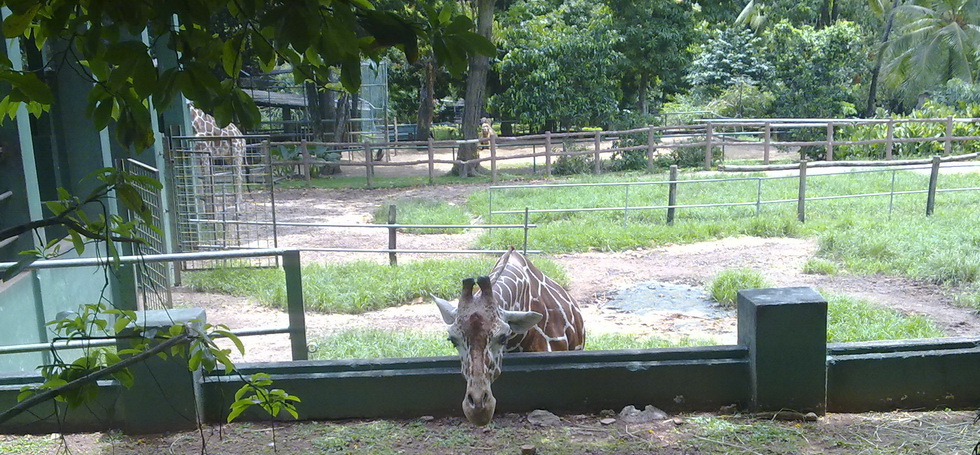 Sri Lanka, Sri Lanka, Информация об Экскурсии (Зоопарк Коломбо<br>Dehiwala Zoo
) на сайте любителей путешествовать www.dta.odessa.ua